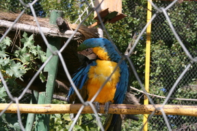 La Paz Zoo - Macaw