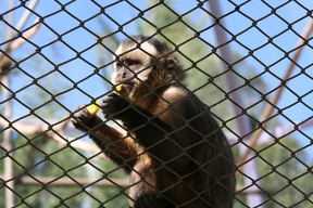 La Paz Zoo - Marimono