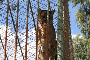 La Paz Zoo - Tiger in horrible enclosure