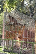La Paz Zoo - Tiger in horrible enclosure