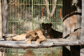 La Paz Zoo - Lions