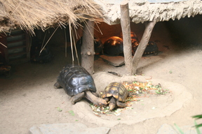La Paz Zoo - Tortuga