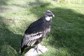 La Paz Zoo - Condor