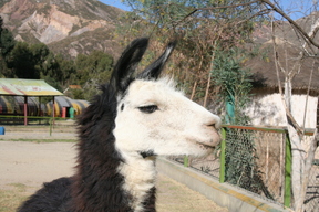 La Paz Zoo - Llama