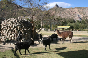 La Paz Zoo - Llama and Goats